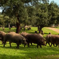 BLOG_CEBOCAMPO_1030X480