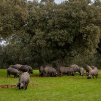 revisan montanera baja res